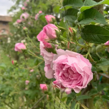 Le Dimore De Il Borgo Del Balsamico Holiday home